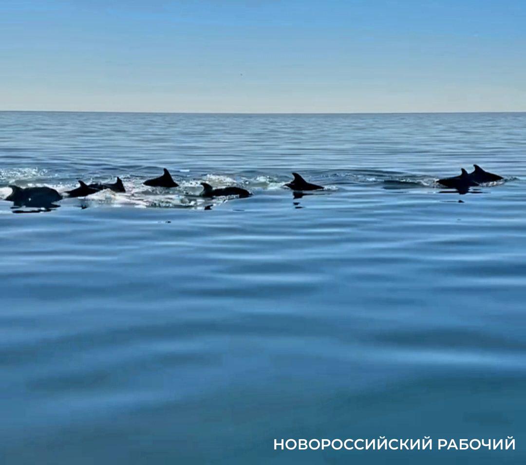 В Новороссийске можно наблюдать за дельфиньей школой