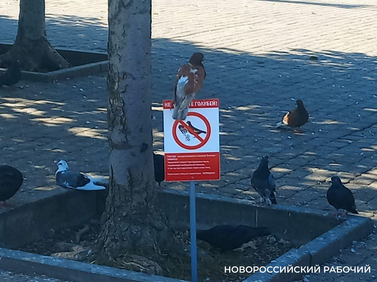 На бульваре Черняховского в Новороссийске люди и птицы игнорируют запреты –  Новости Новороссийска