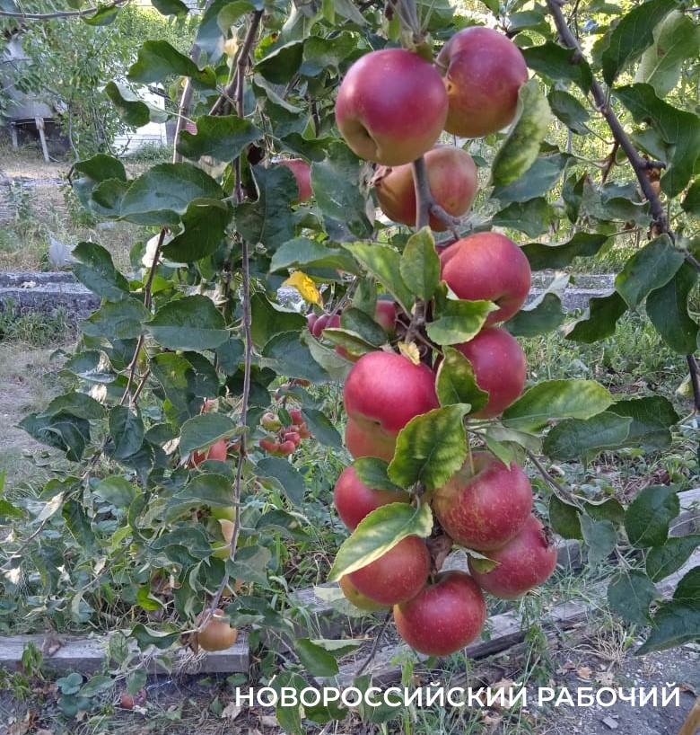 Сегодня православные верующие отмечают Яблочный спас. Как быть с урожаем яблок каждый год?