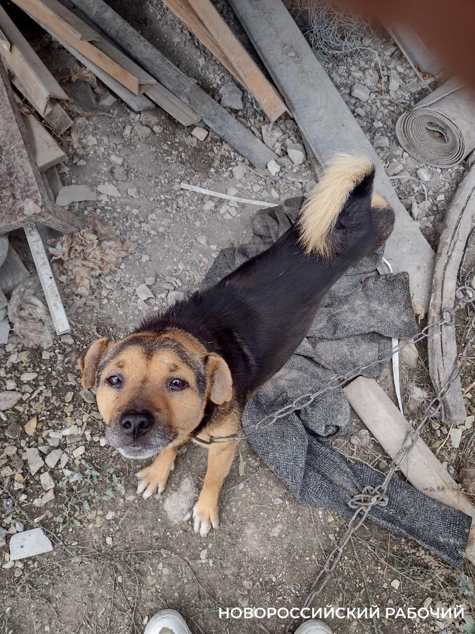 В пригороде Новороссийска собак уговаривают не лаять и предлагают бить током