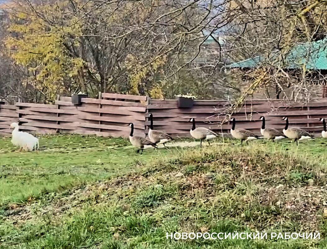 В пригороде Новороссийска гуси пошли строем