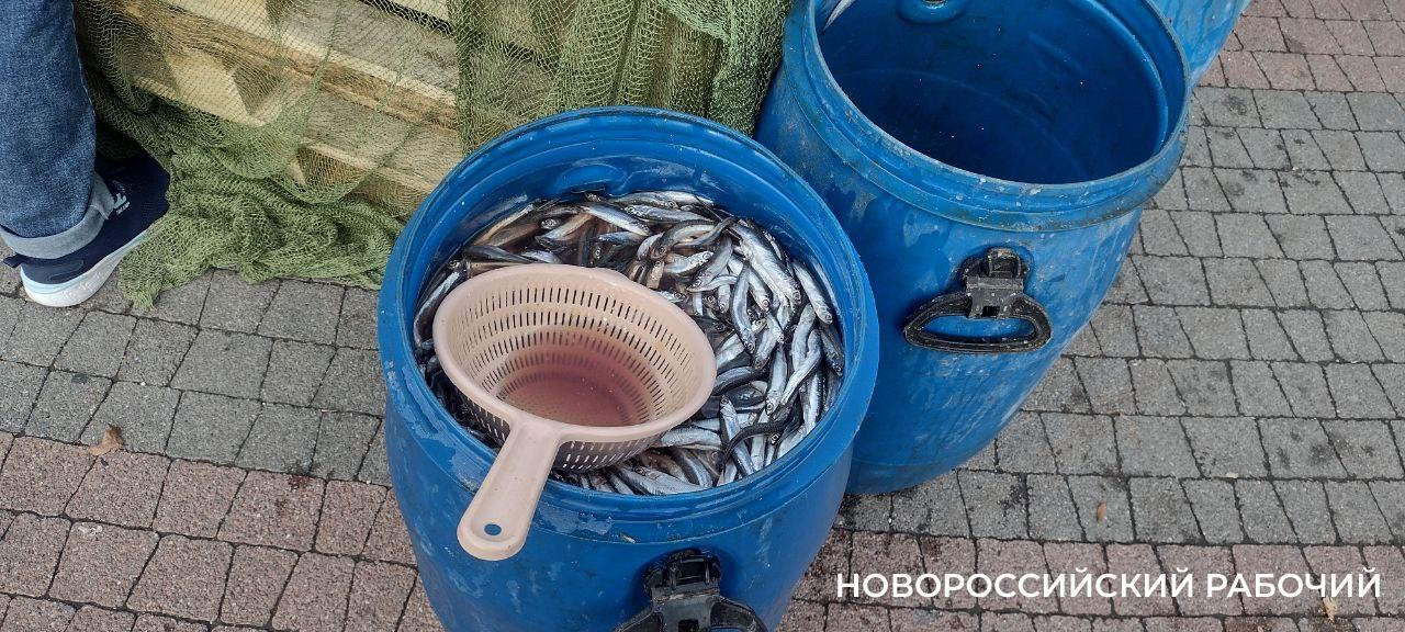 Рыбаки пообещали снижение цен на хамсу в Новороссийске