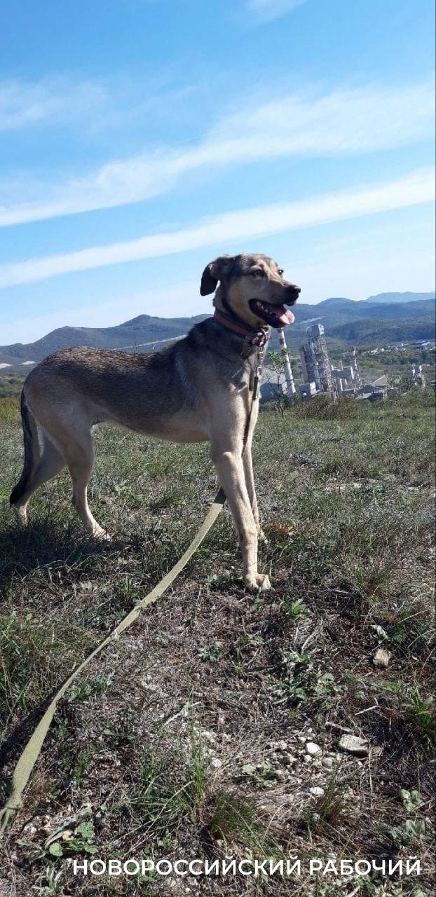 Уголовное дело о халатности возбуждено в Новороссийске после нападения бездомной собаки на людей