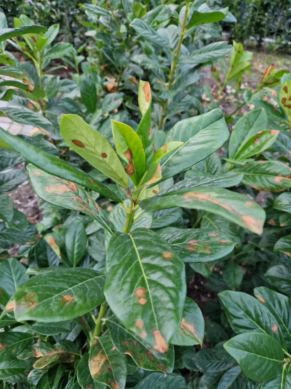 Новороссийские сосны просят автополив