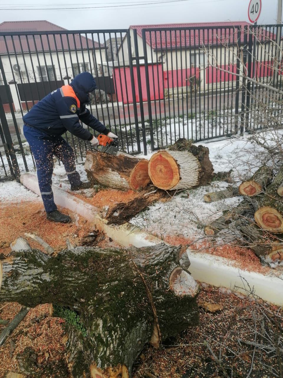 В Новороссийске вырубят больше 70 деревьев