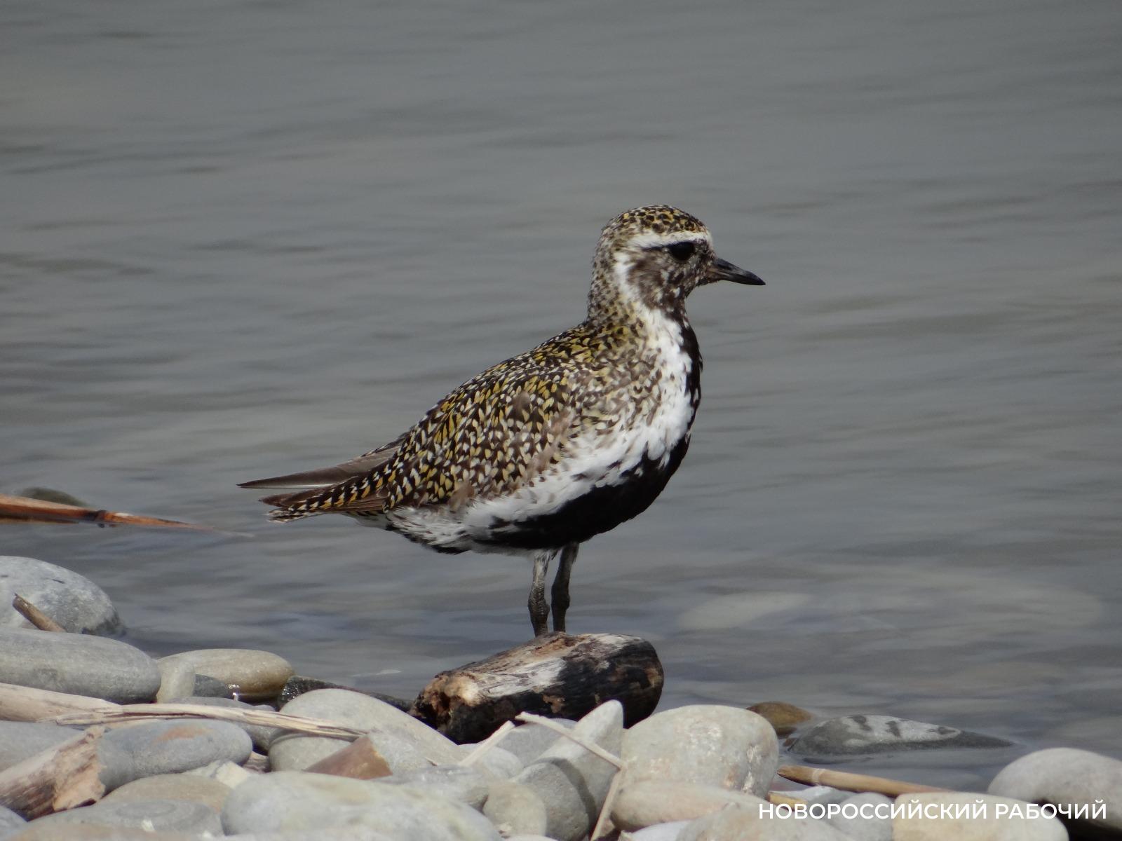 10 февраля отмечаем День домового. У вас он есть?