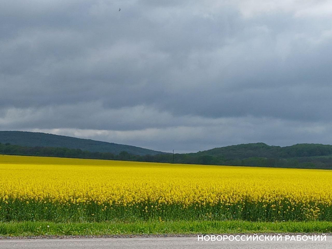Через порт Новороссийска из Китая идут крупные поставки пестицидов  