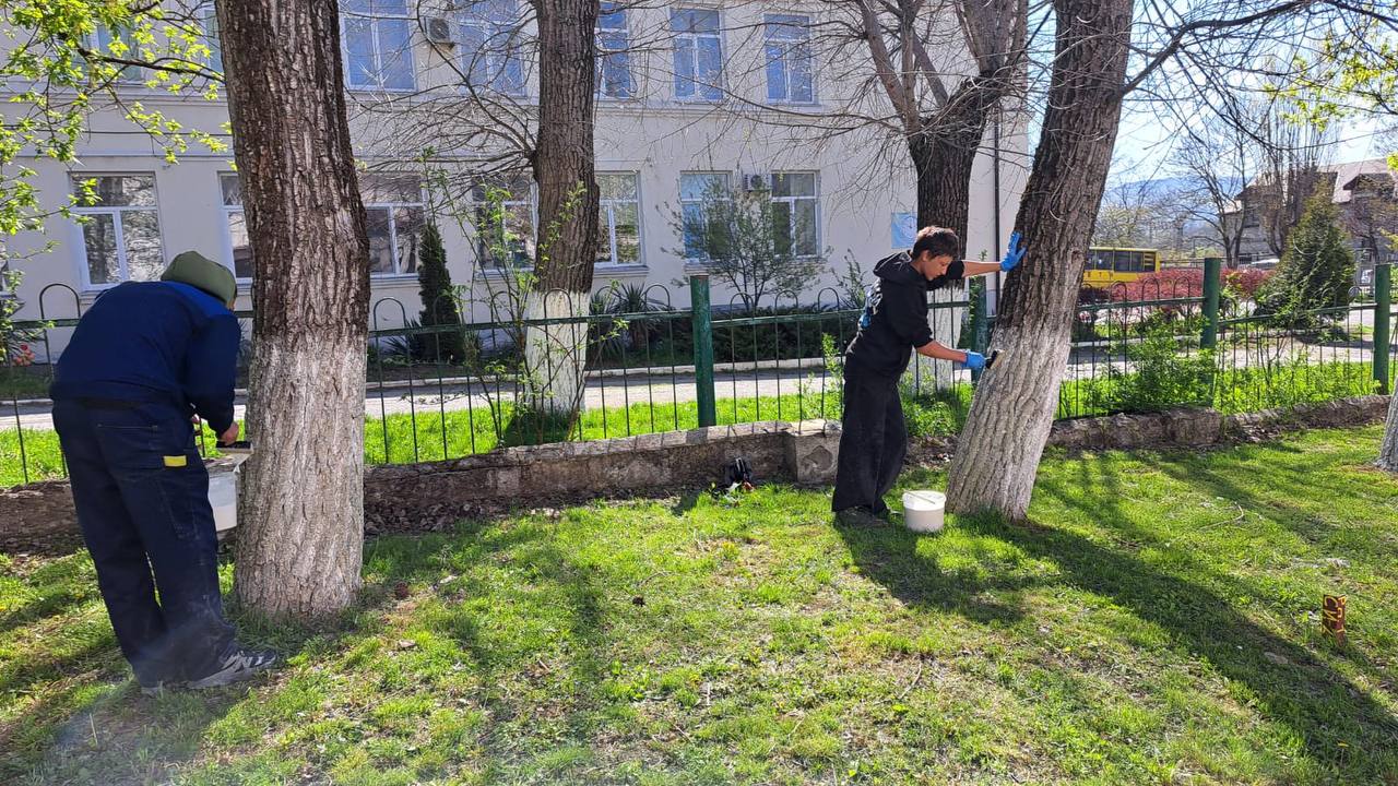В Новороссийске не будут заставлять белить деревья. А добровольно — можно?