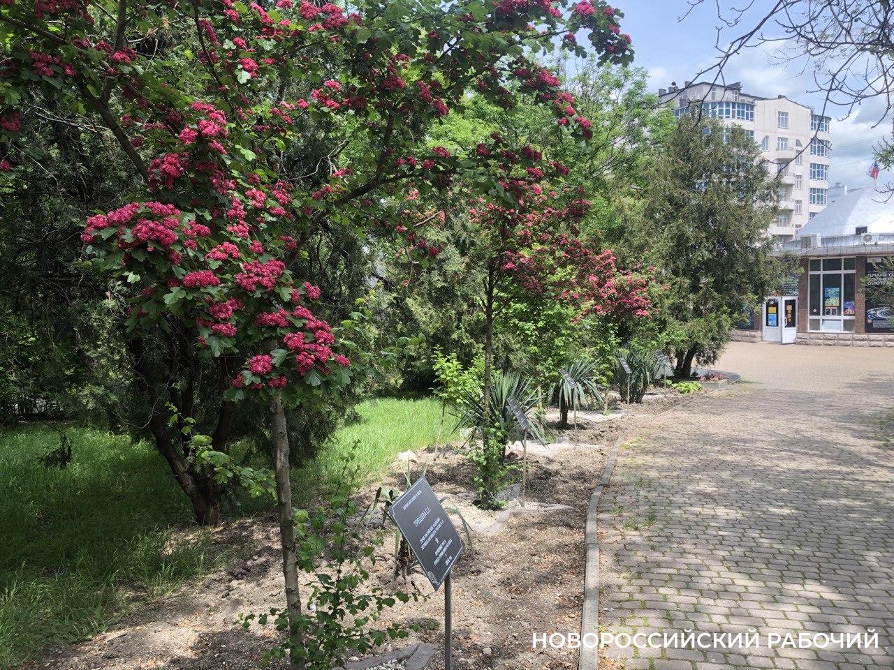 Еще 64 миллиона рублей готовы потратить власти Новороссийска на разработку «Зеленого каркаса»