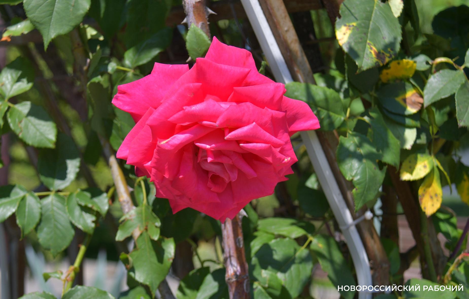 Советы дня на 28 июня: о политических реформах, пирсинге и Гваделупе