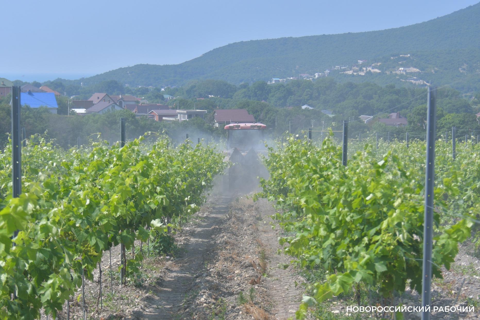 В Абрау-Дюрсо побит рекорд по сбору урожая, который держался с 1982 года!
