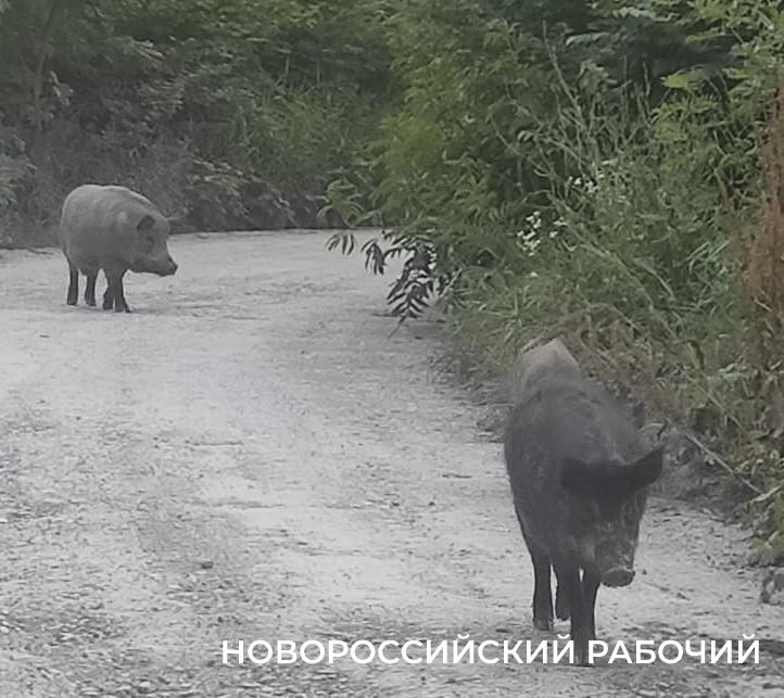 Под Новороссийском кабаны вышли к людям