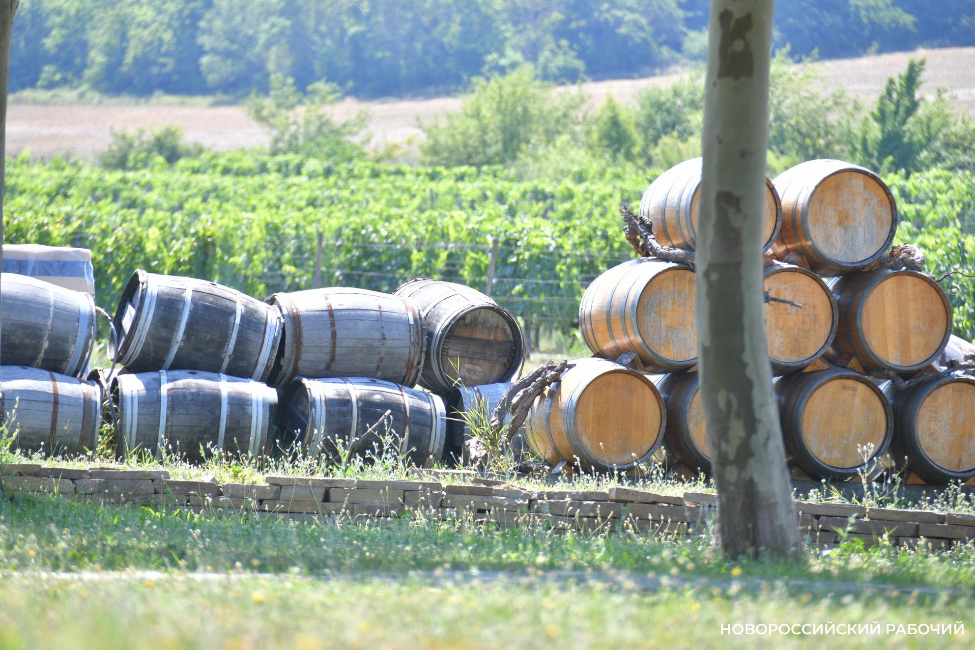 Винодельня с  «недружественным» учредителем не может выкупить землю в Новороссийске