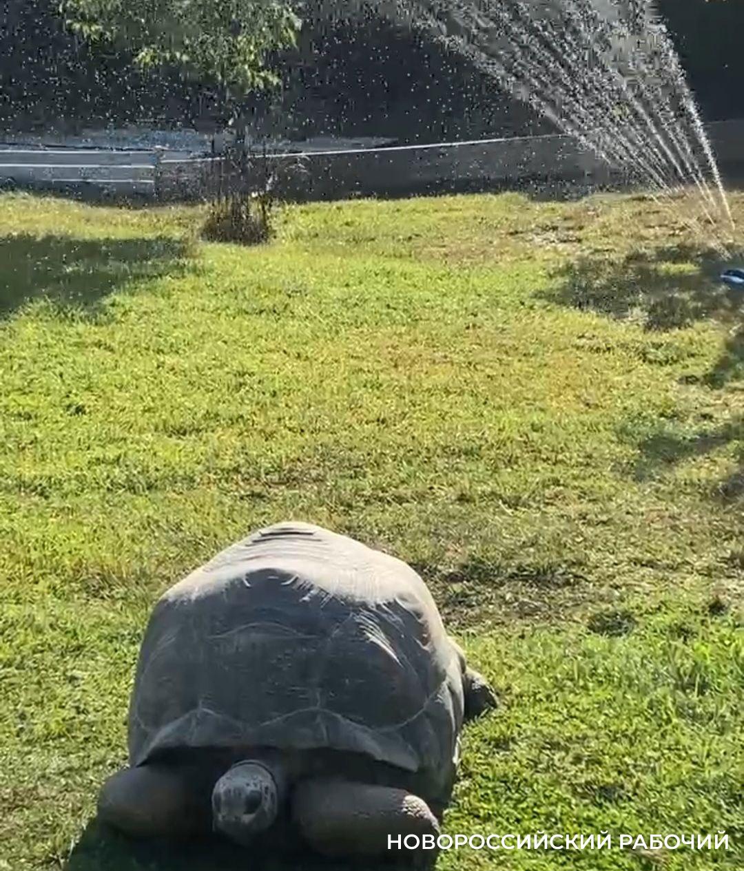 В Новороссийске гигантским черепахам устраивают освежающий автополив