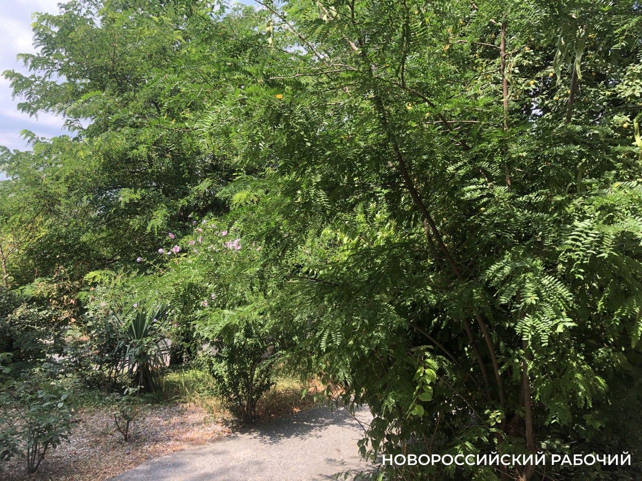 В Новороссийске цикады оглушают! Их все слышат, но почти никто не видел