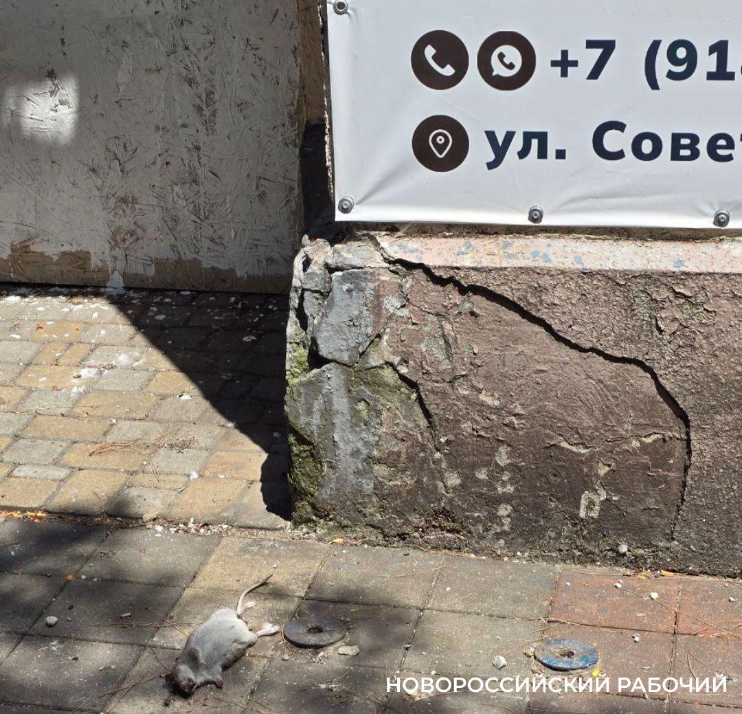 Крысы в Новороссийске ходят по главным улицам