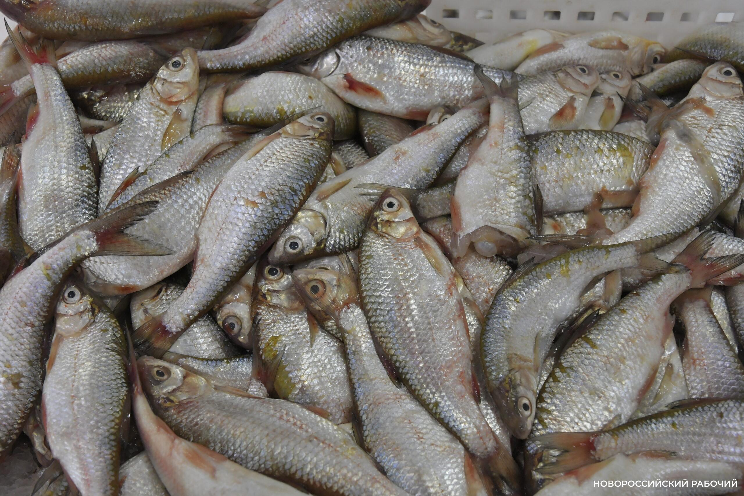 В Новороссийске килечная путина в разгаре. Что приготовят из местной рыбешки?