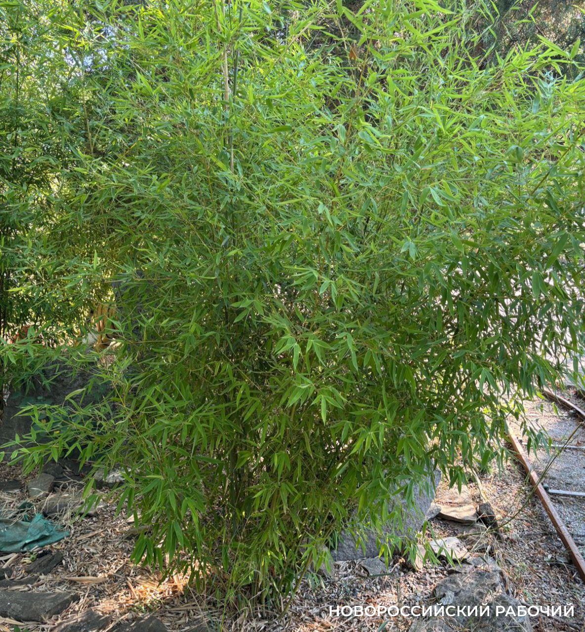 В парке Новороссийска обнаружили бамбук — ему нужен дождь и солнце