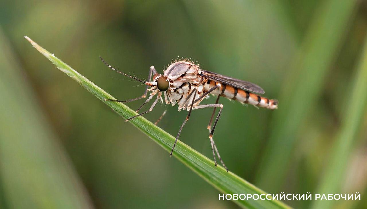 Новороссийцам не стоит бояться местных комаров. Но риск завоза чикунгуньи есть
