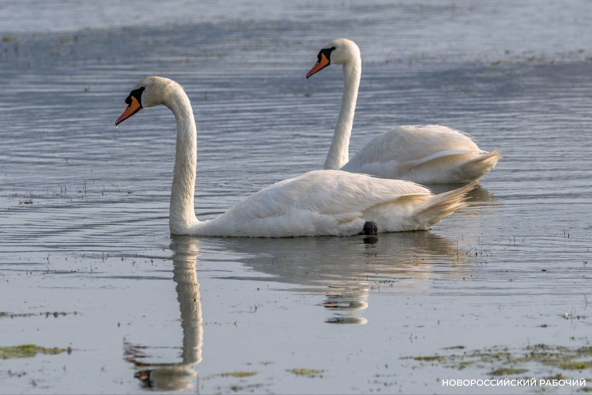 В Суджукскую лагуну Новороссийска вернулась пара лебедей