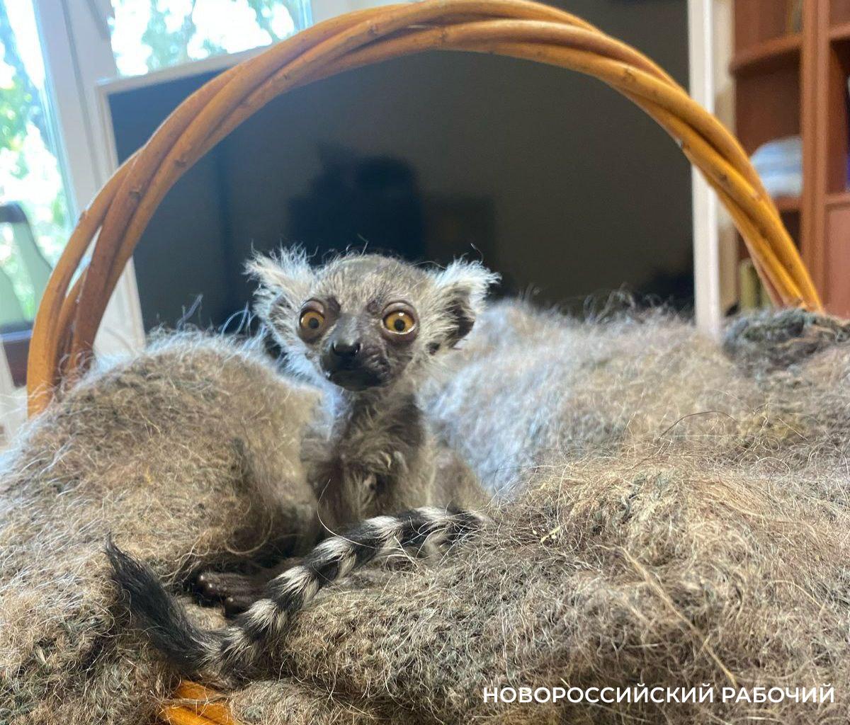 В Новороссийске человеческая «мама» выходила маленького «инопланетянина» — лемурчика