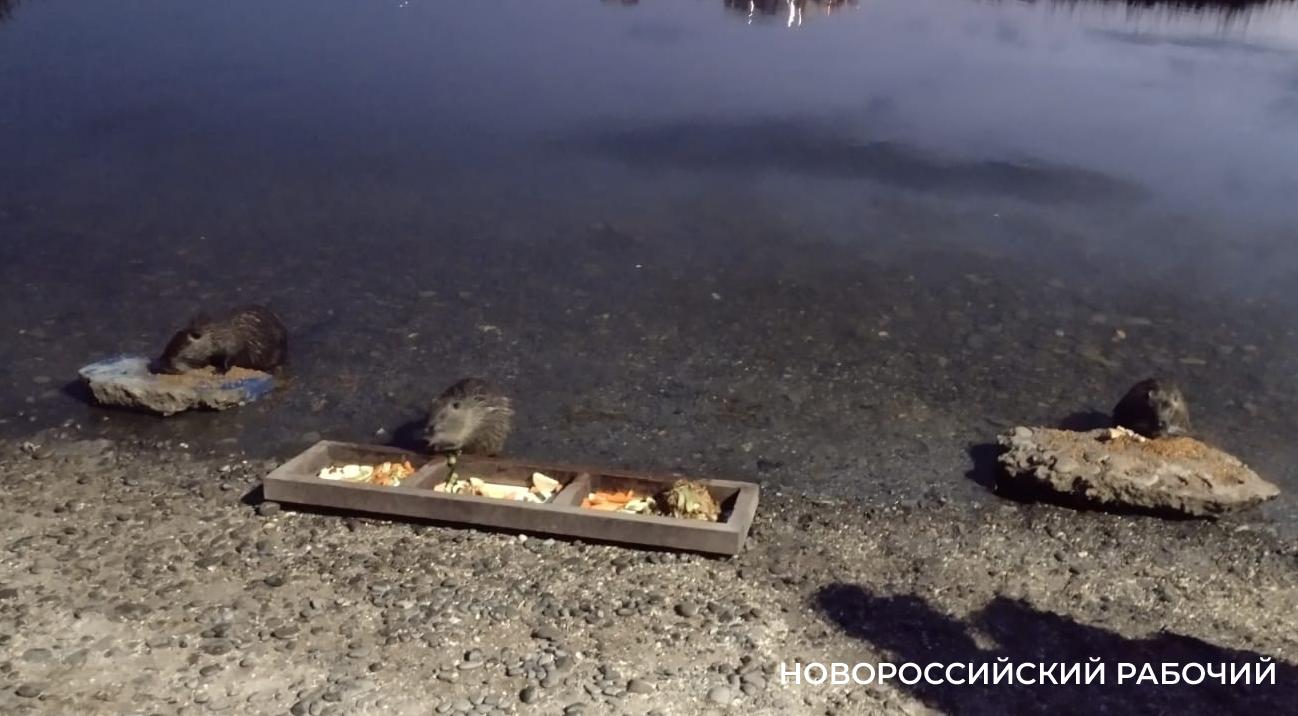Новороссийские экологи жалуются в прокуратуру на нутрий. Чем неугодны хвостатые?