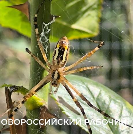В Новороссийске на деревьях заметили пауков-ос