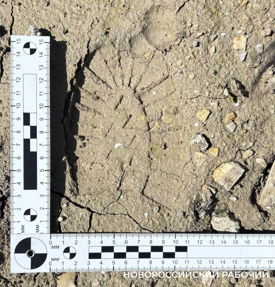 Дровосек из Новороссийска может сесть на 7 лет за уничтожение 8 дубов