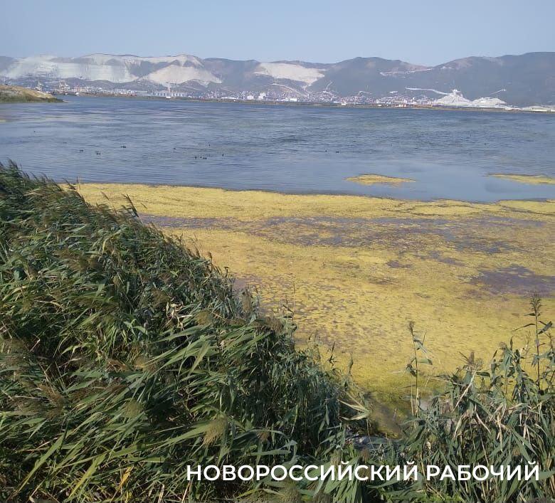 В Новороссийске цветет Суджукская лагуна