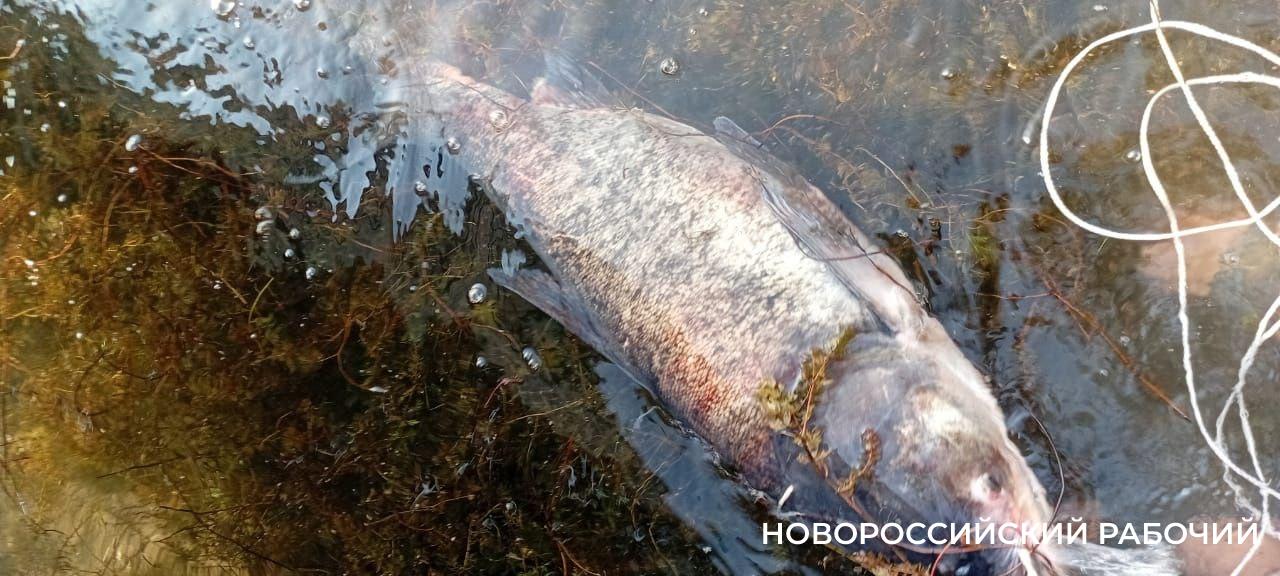 В озере Абрау поймали 20-килограммового толстолобика