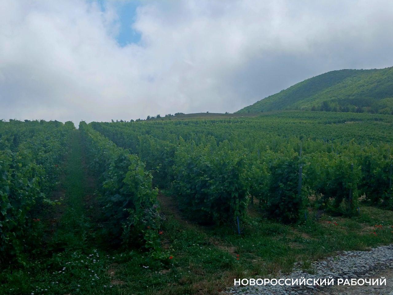 Стоит задача — определить виноградопригодность земель. В Новороссийске их стало меньше