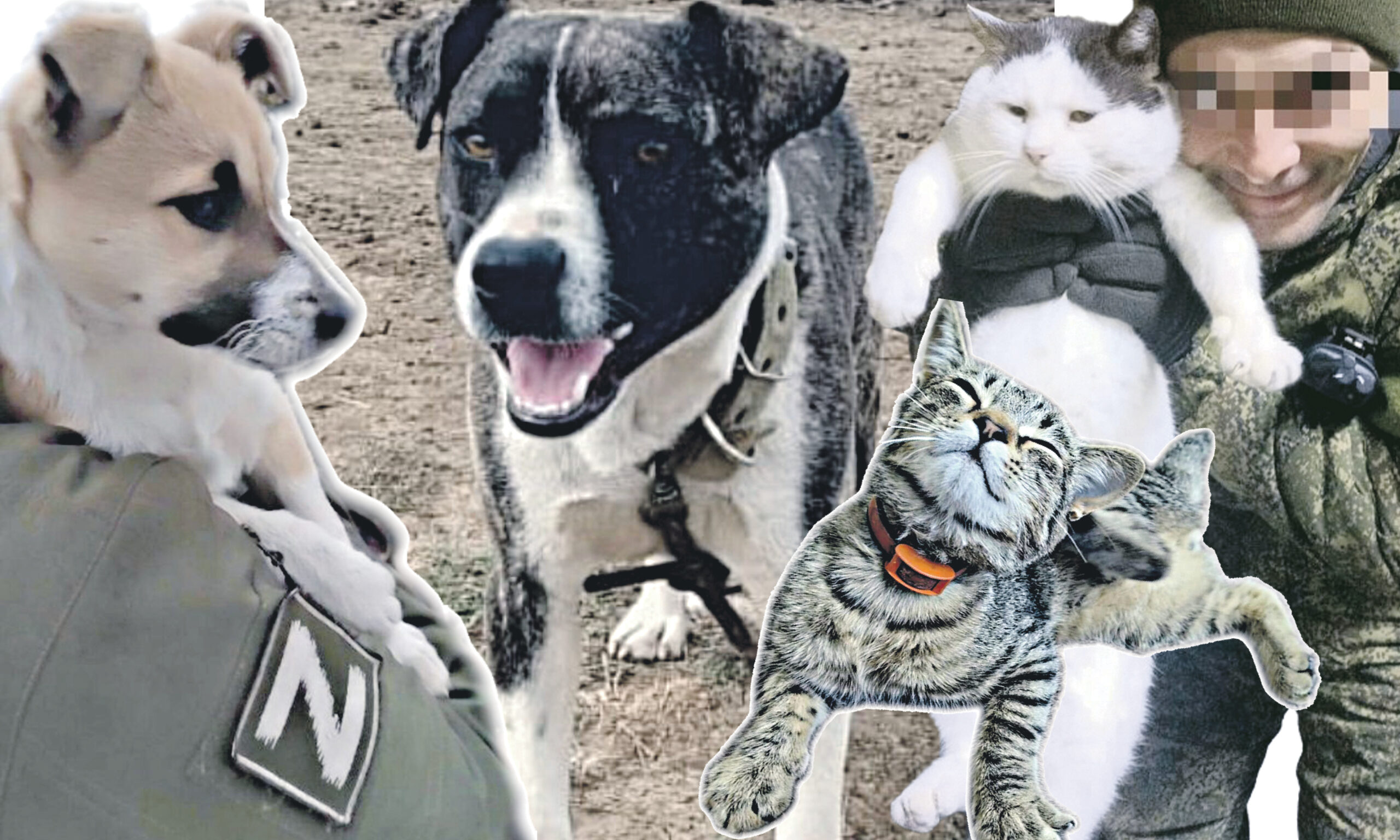 Хвостатые напарники новороссийцев в зоне СВО несут службу и помогают как могут