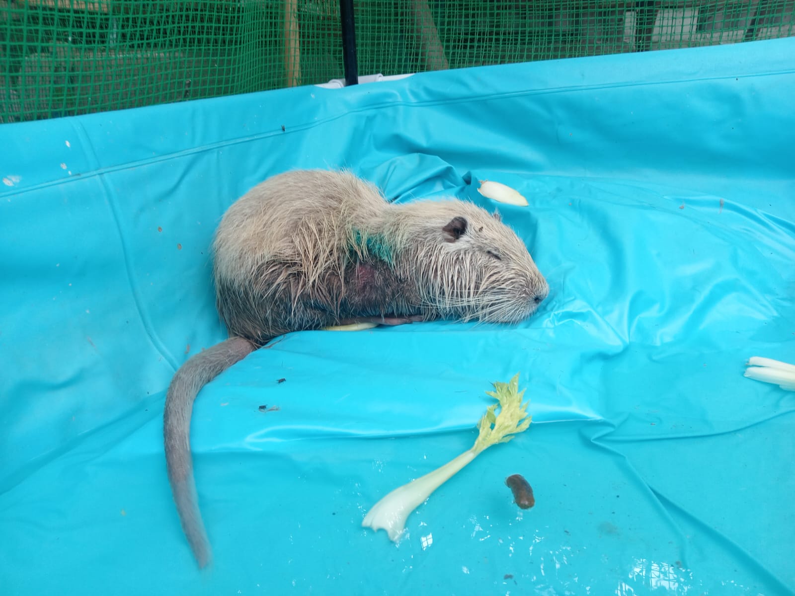 В Новороссийске бродячие собаки загрызли большую часть нутрий на Суджукской косе. Осталась одна Глаша