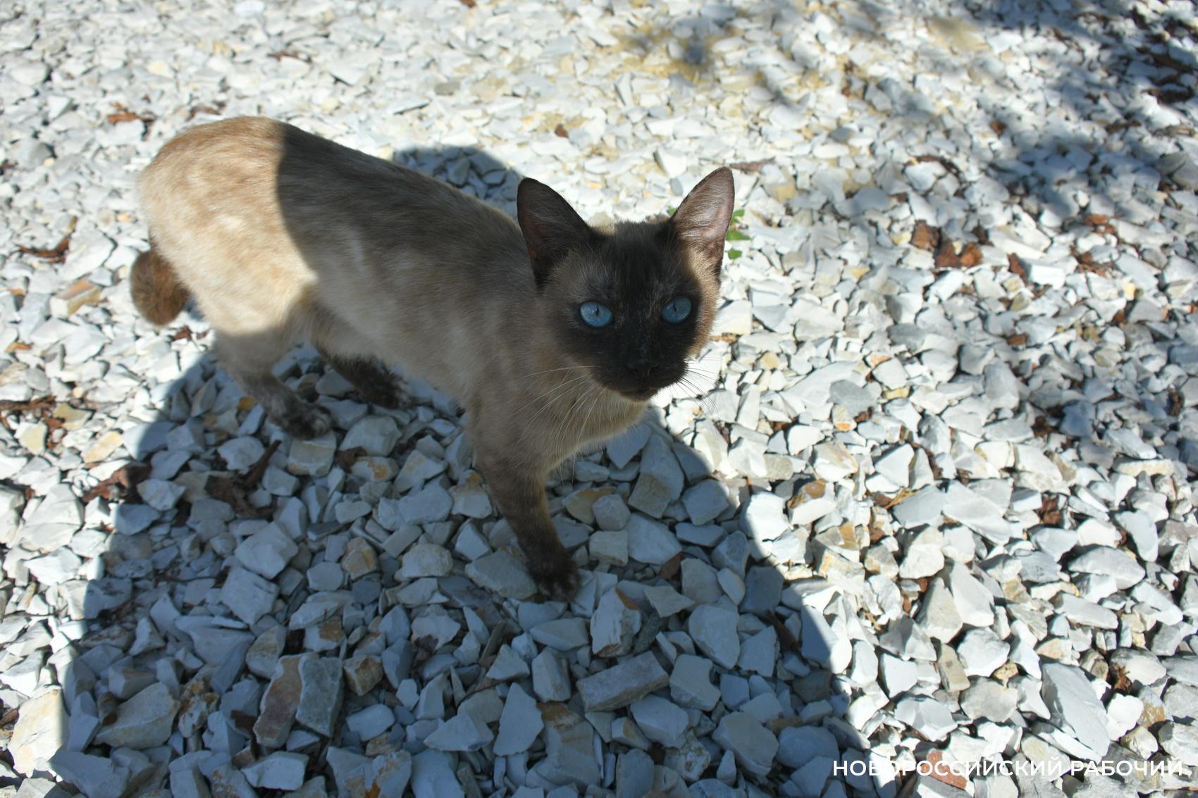 Советы дня на 7 октября: о благодарности Сталина трудящимся Верхнебаканского района, улыбке и тёплых вещах