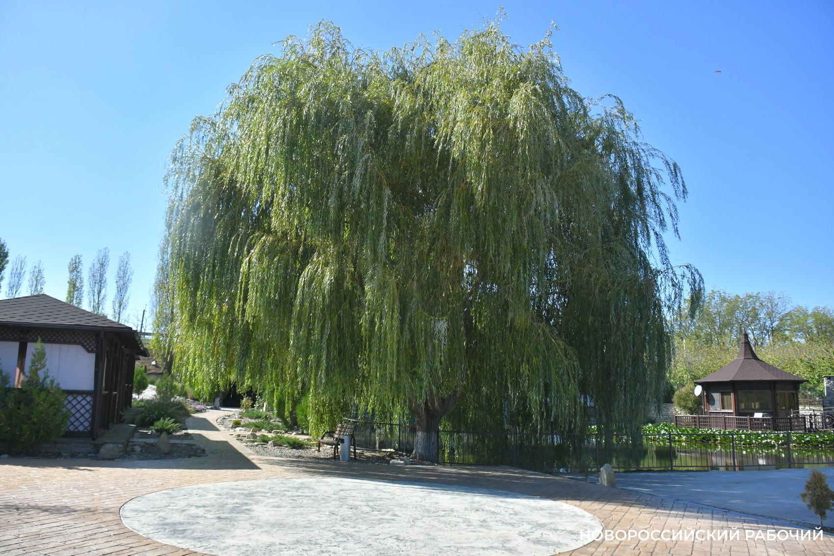 Советы дня на 5 октября: о холерном карантине, учителях и случайных приступах поэзии