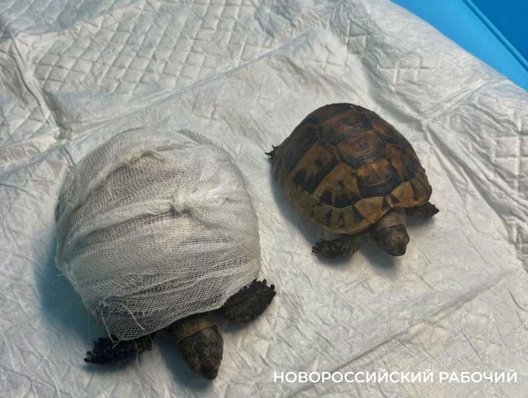 Волонтеры после пожара в ООПТ Новороссийска пытаются спасти обгоревших животных