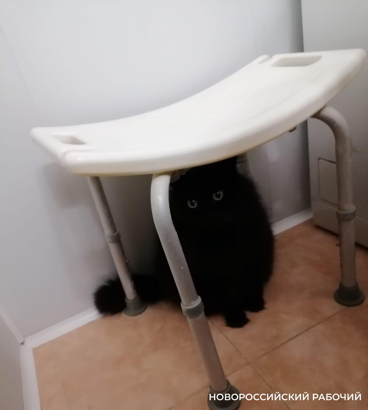 В Новороссийске найден самый законопослушный житель, трясущийся за каждую из своих девяти жизней