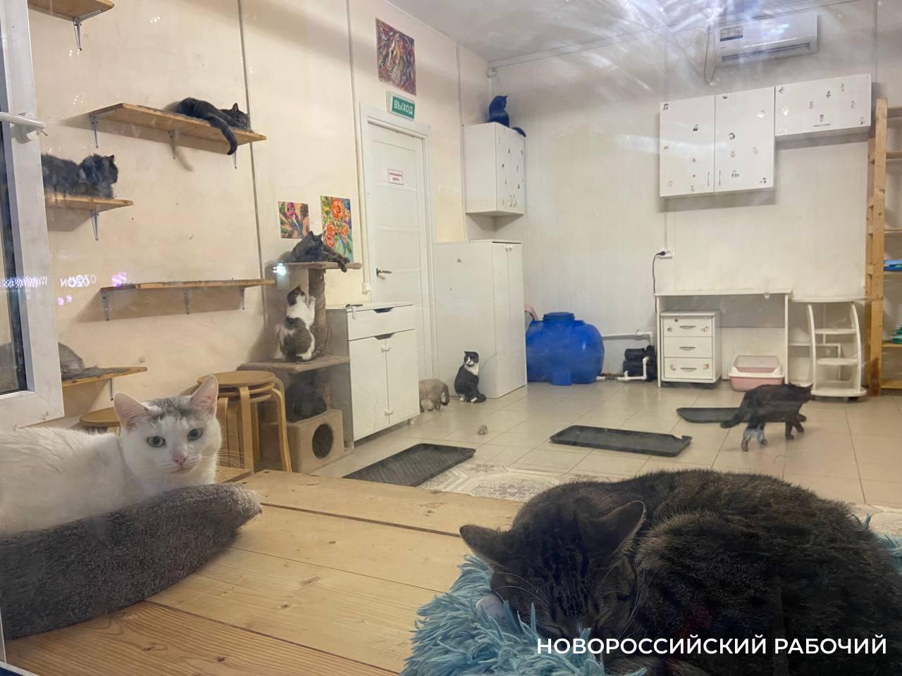 В Новороссийске после трагедии с хозяйкой котокафе разобрали по домам всех 90 котов
