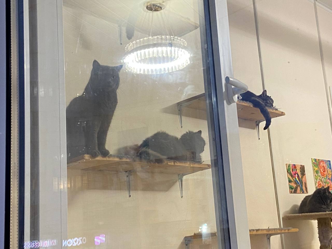 В Новороссийске 90 жителей котокафе после смерти хозяйки могут просто выкинуть на улицу