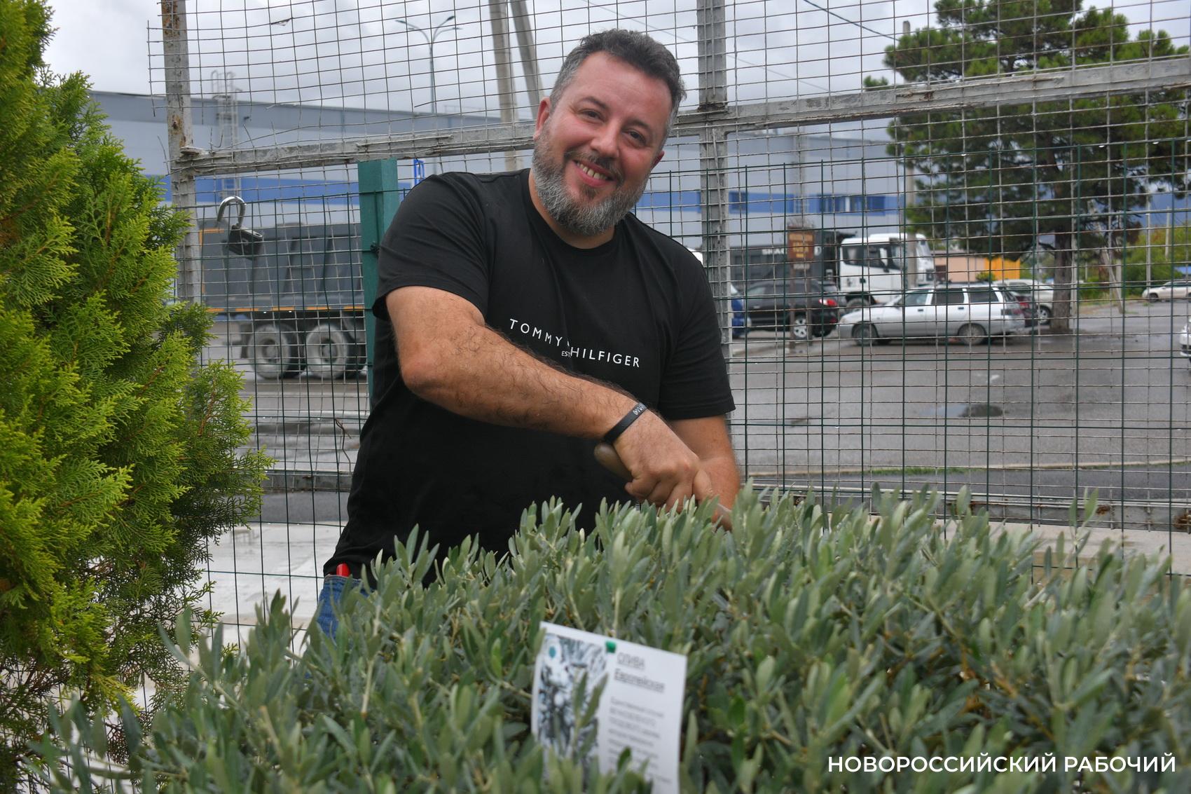 «Уверен, они выживут!» Итальянец привез в Новороссийск 90-летние оливы