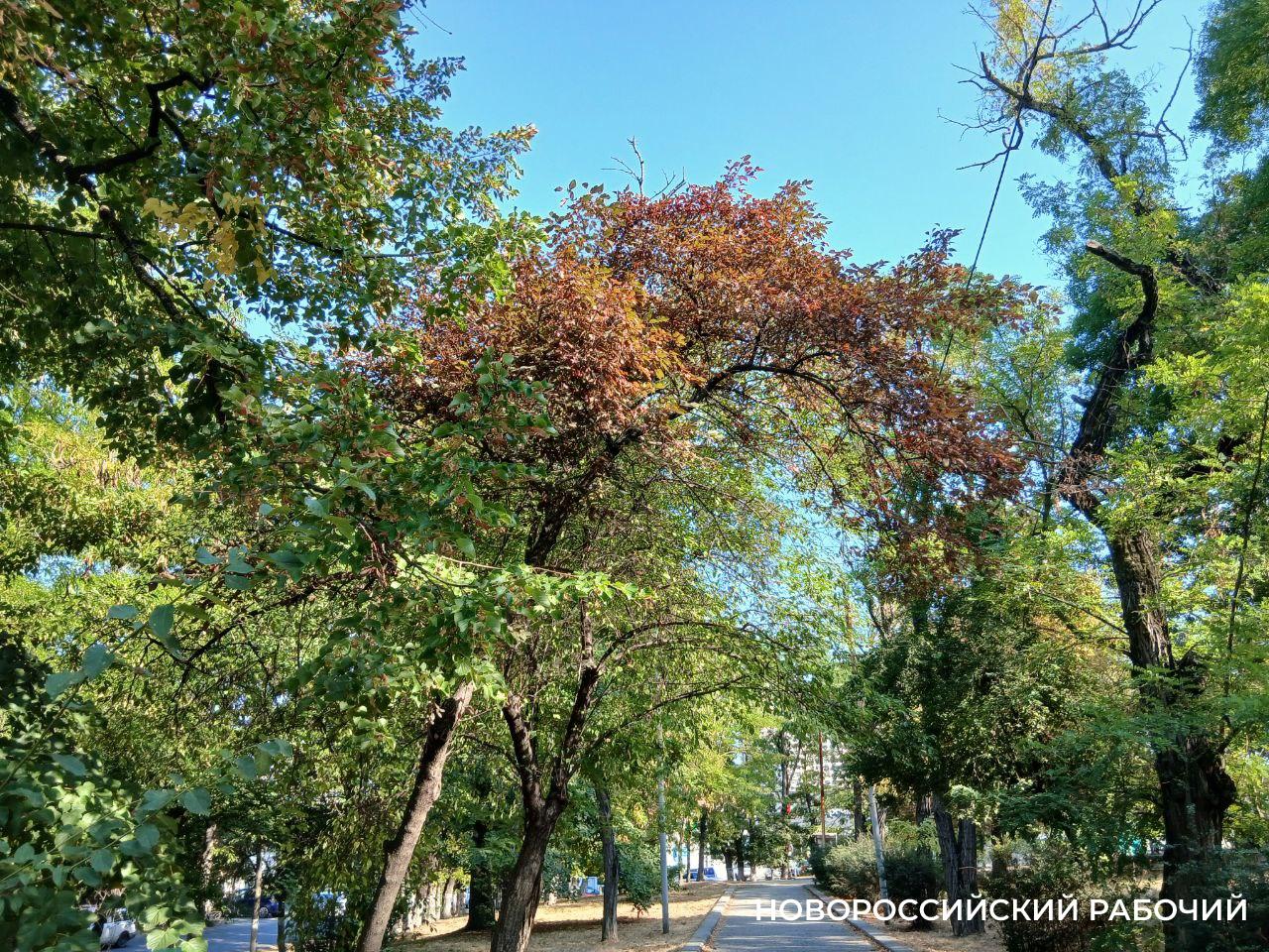 В Новороссийске осень вступает в свои права