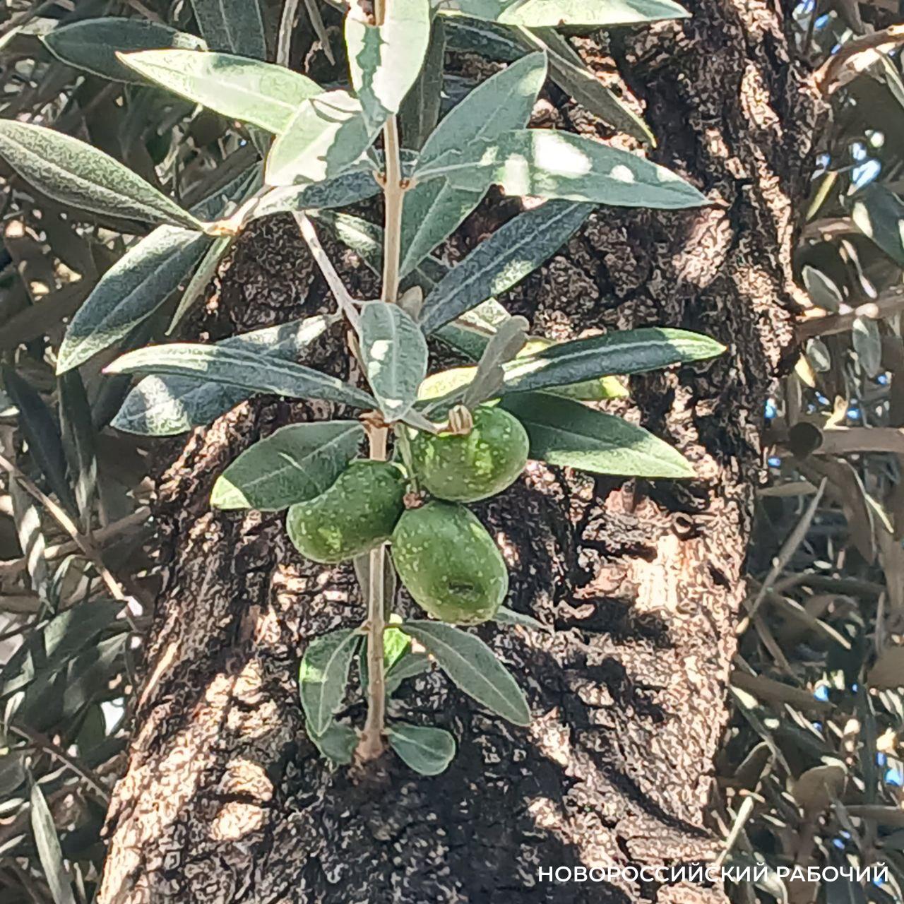 В Новороссийске на набережной высадили оливы: тени не будет, будут плоды