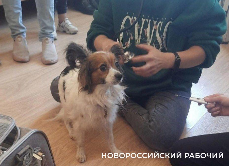 После побега собаки из поезда Новороссийск – Екатеринбург изменились правила перевозки животных