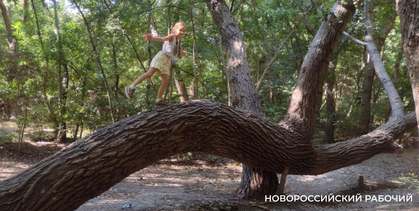 Пионерская роща в Новороссийске зовет гулять и дарит теплые воспоминания          