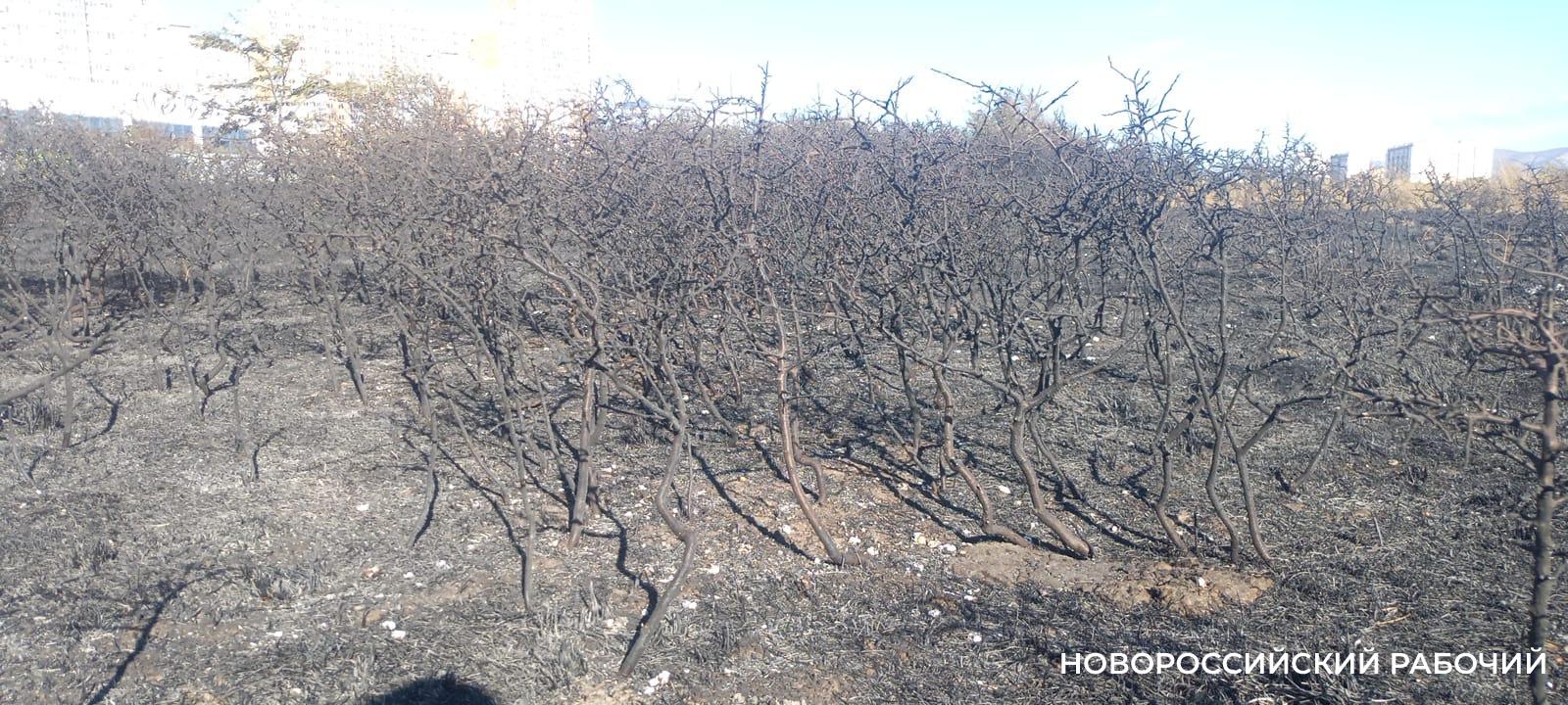 В Новороссийске потушили пожар в окрестностях особо охраняемой территории