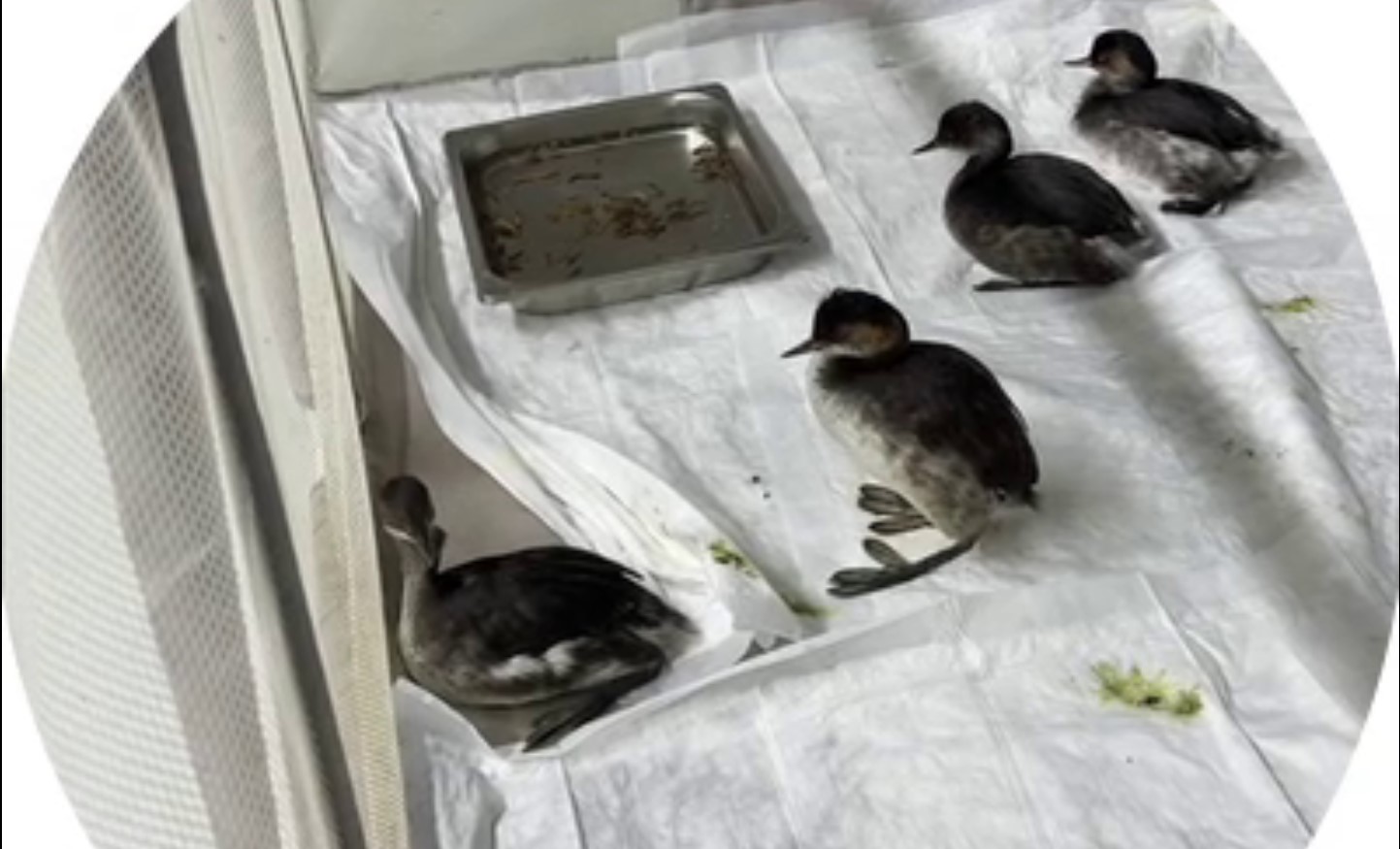 Центр реабилитации в Анапе снова принимает испачканных птиц. Волонтерам звонят и из Новороссийска