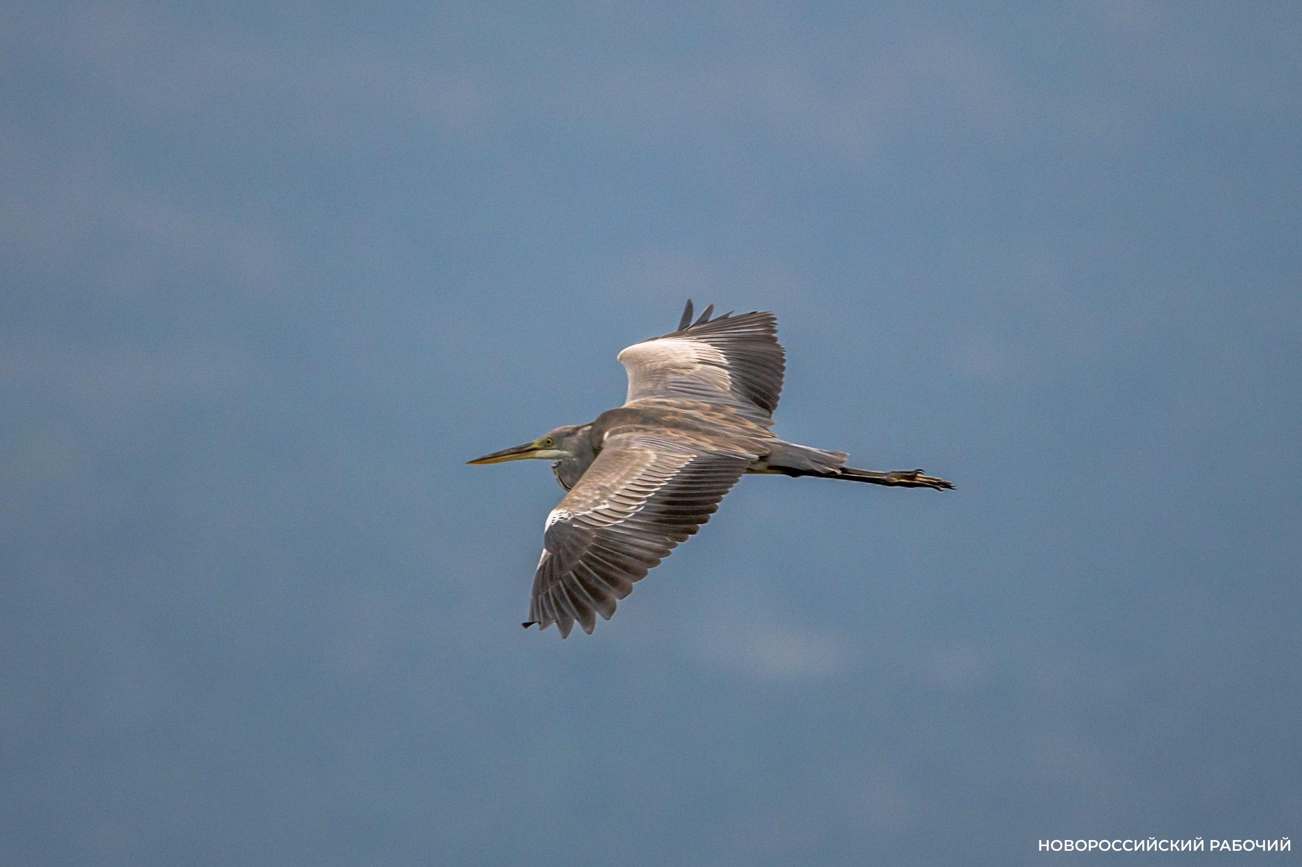 Птицы летят на юг и останавливаются подкормиться в Новороссийске