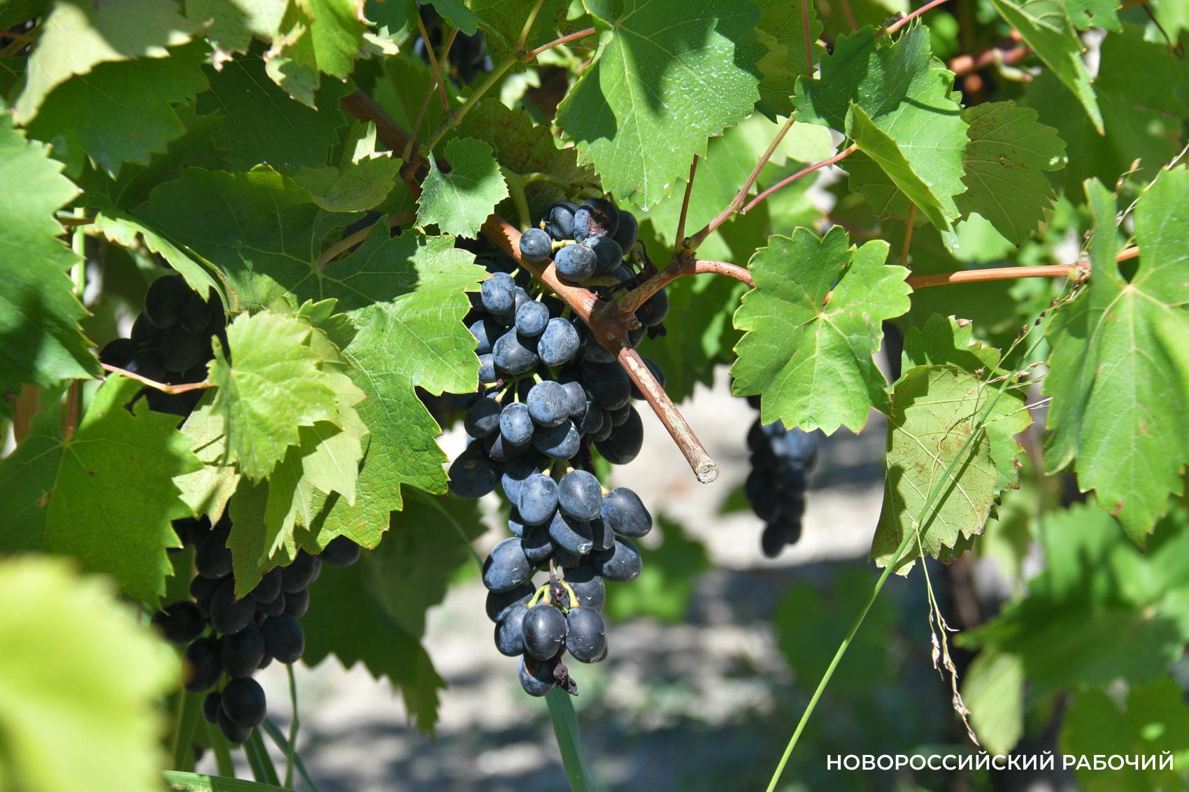 Советы дня на 9 октября: о почтовых заказах, восхождении на Арарат и любопытных событиях