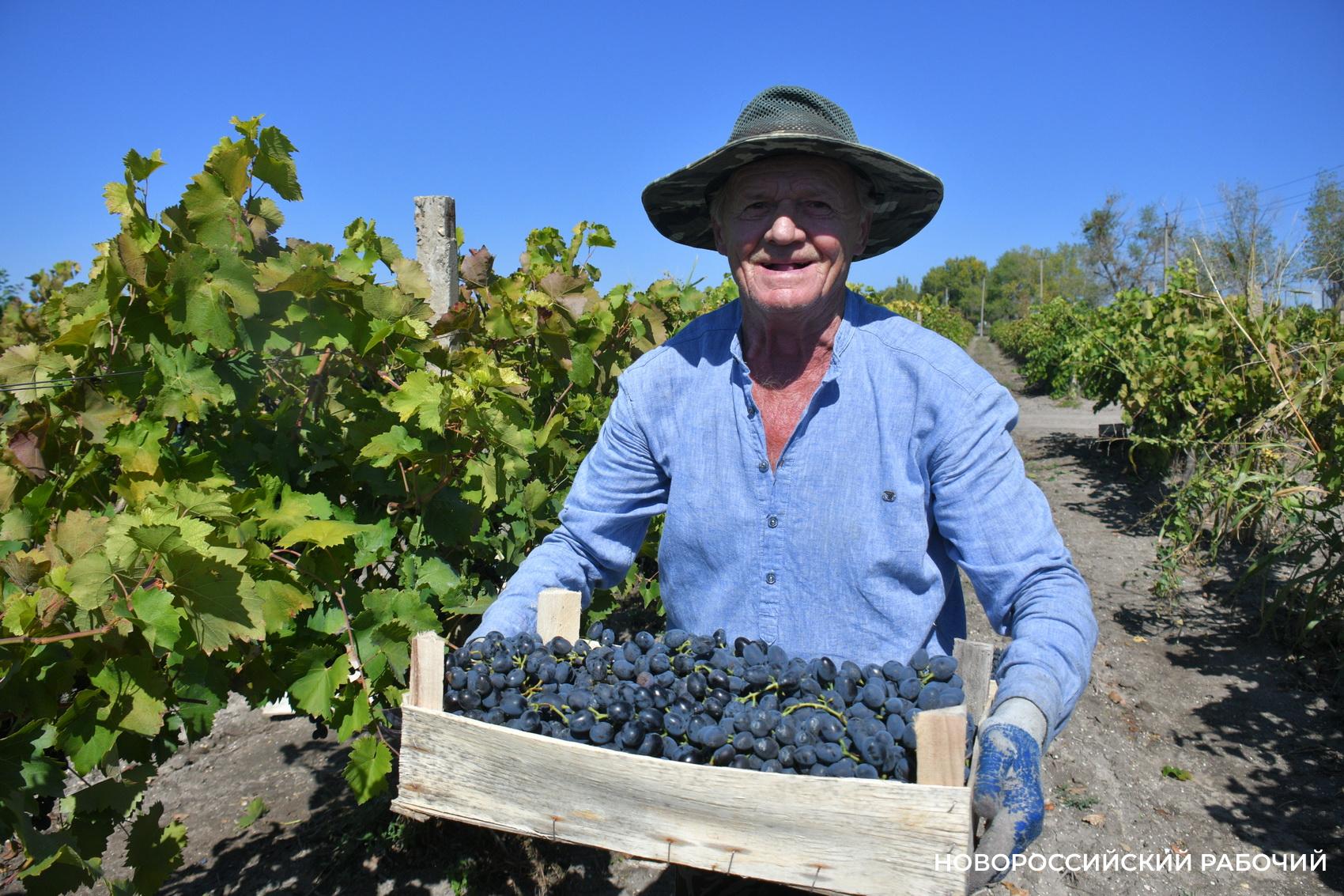 Где в Новороссийске поесть местный виноград? Все о месте, времени и лучших сортах
