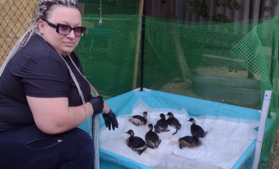 «Запах от них был адский»! В Новороссийске выхаживают птиц с признаками интоксикации нефтепродуктами